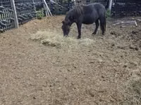 Horse (M), Horses — photo 1