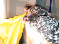 Chickens — फ़ोटो 5