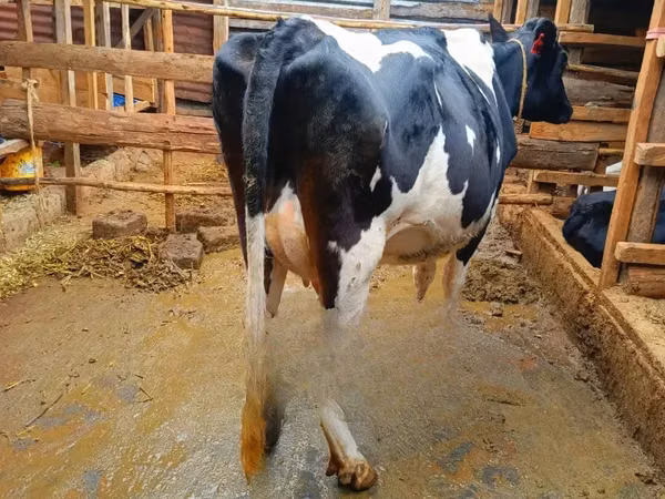 Ng'ombe jike, Banda la Holstein