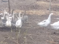 Geese — फ़ोटो 6