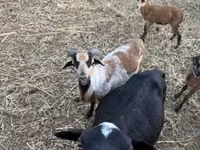 भेड़ें (लॉट, लिंग निर्दिष्ट नहीं), Cameroon sheep — फ़ोटो 7
