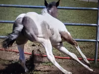 Caballo, National Show Horse — foto 7