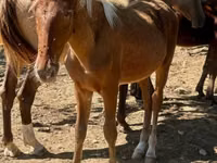 Hengst, Rocky Mountain Horse — Foto 1