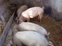 Sow — photo 1