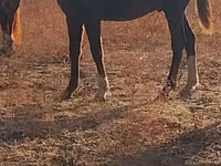 فرس, Horse breed — الصورة 3