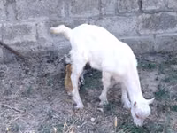 Cabra, Saanen goat — foto 3