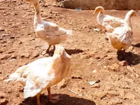 Geese — picha 4