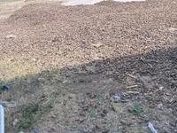 Dry Maize Cobs(msogoro) — 照片 2