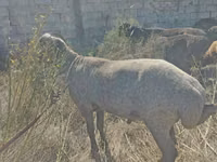 Dume la kondoo, Arabi sheep — picha 2