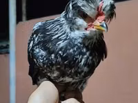 Chickens — foto 3
