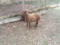 أغنام (دفعة، الجنس غير محدد), Daglıс sheep — الصورة 2