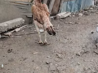 Chickens — Foto 2