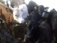 牛只（批次，未指定性别）, Cattle — 照片 1