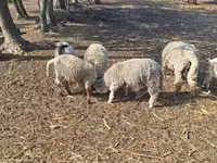 Ram, Sheep — photo 5