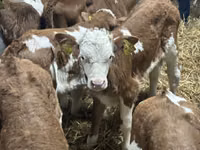 Rinder (Partie, Geschlecht nicht angegeben), Russian Black pied cattle — Foto 6