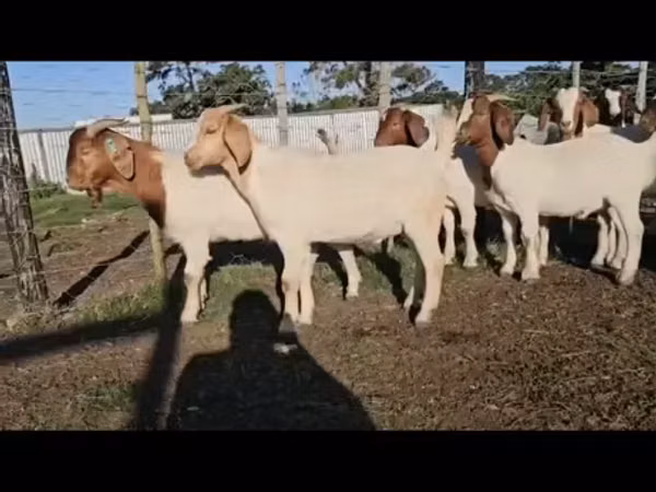 Mbuzi (kikundi, jinsia haijatajwa), Boer goat
