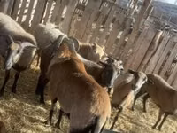 Dume la kondoo, Cameroon sheep — picha 1