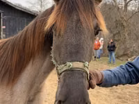 Farasi jike, Rocky Mountain Horse — picha 5