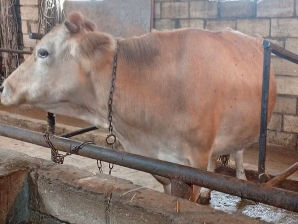 母牛, Simmental cattle