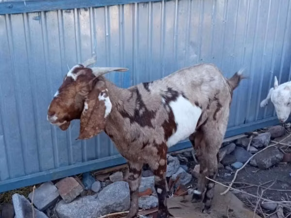 Mbuzi jike, Beetal goats