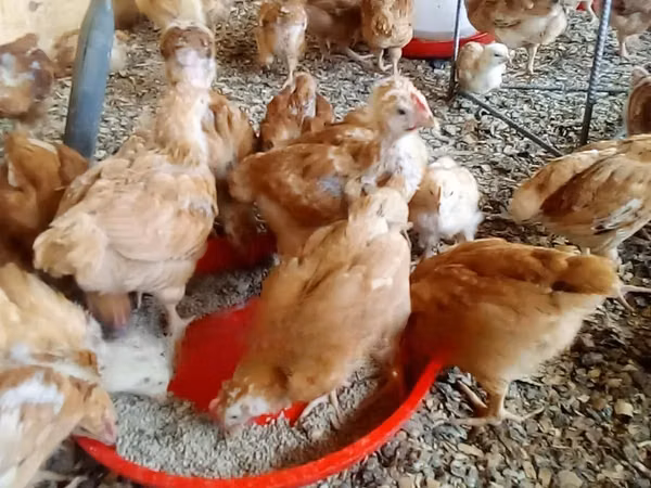 Chickens — Kenia