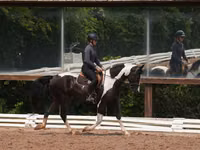 Farasi dume, Friesian — picha 7