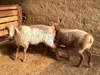 母羊, Hissar sheep — 照片 5