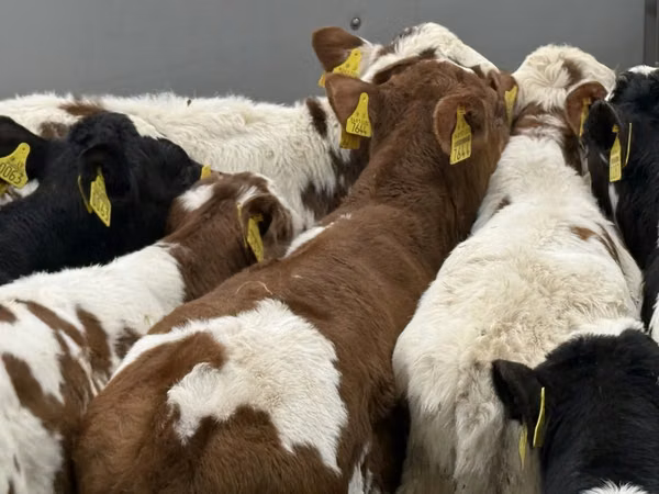 牛只（批次，未指定性别）, Simmental cattle