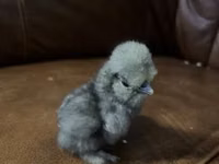 Ayam Cemani — Foto 5