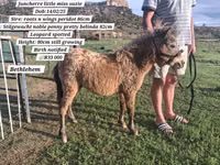 घोड़ा, Miniature horse — फ़ोटो 3