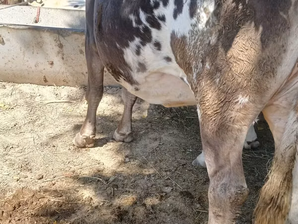 Ng'ombe jike, Ala-Tau breed