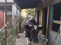 Cow, Holstein breed — photo 3