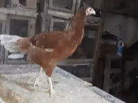 Chickens — الصورة 4