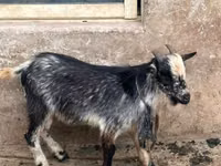Ziegen (Partie, Geschlecht nicht angegeben), Nubian Goat — Foto 4