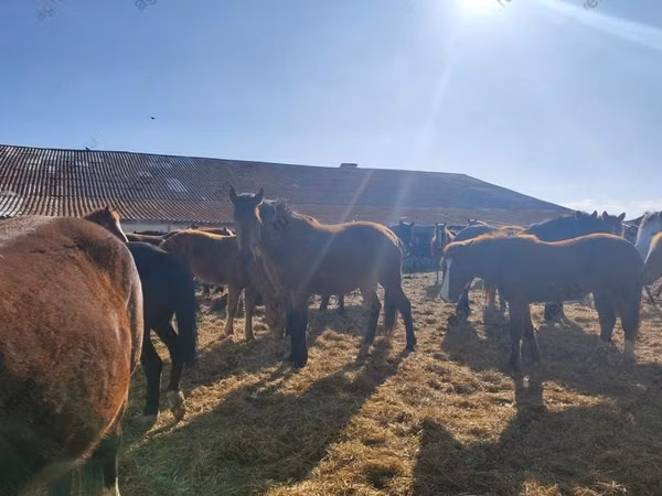 Farasi (kikundi, jinsia haijatajwa), Horse breed
