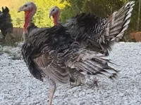 Turkeys — picha 1