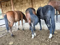 घोड़ी, घोड़े — फ़ोटो 1