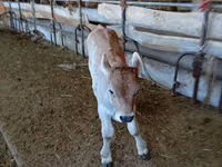 Ng'ombe dume, Swiss cattle — picha 2