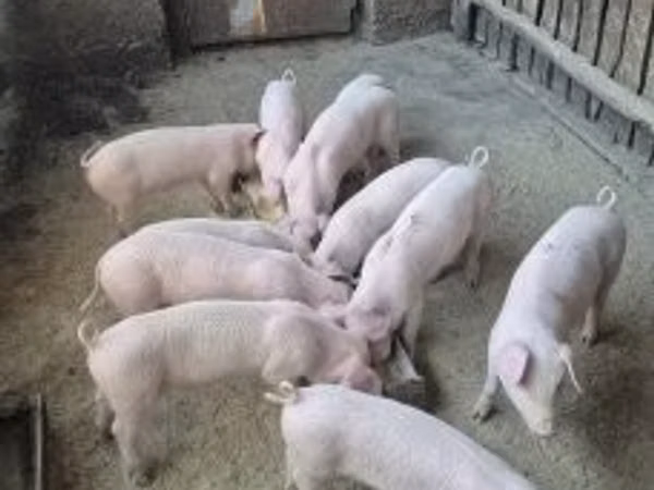 Schweine (Partie, Geschlecht nicht angegeben), 