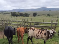 Ng'ombe jike, Nguni cattle — picha 4