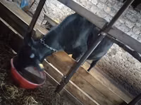 Toro, Ganado vacuno — foto 4