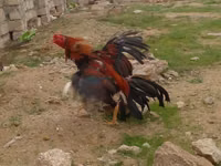Chickens — picha 6