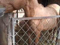 Horse (M), Russian Don — photo 2