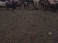 母羊, Edilbay sheep — 照片 7
