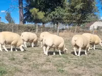 Dume la kondoo, Texel sheep — picha 2