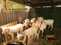 公山羊, Saanen goat — 照片 4