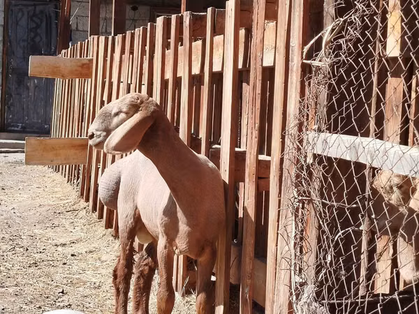 Dume la kondoo, Rhon sheep