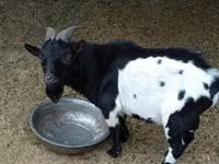 बकरा, Nigerian dwarf goats — फ़ोटो 1