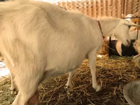 बकरियाँ (लॉट, लिंग निर्दिष्ट नहीं), Pomellata goat — फ़ोटो 7