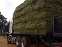 Lucerne For Sale - Small Bales (For Sale) — picha 4